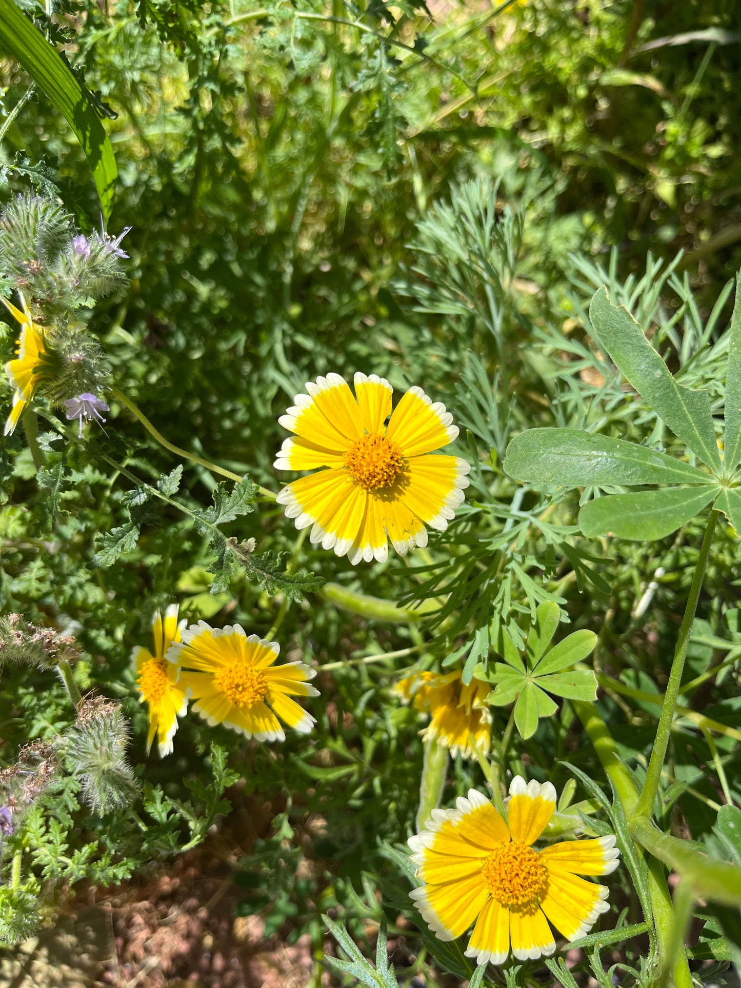 Tidy Tips Wildflower Ear Jackets